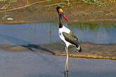 Jabiru d'Afrique