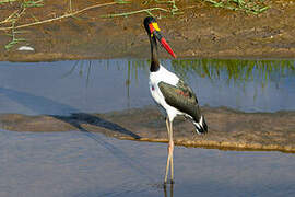 Saddle-billed Stork