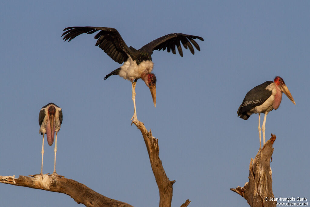 Marabou Stork