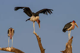 Marabou Stork