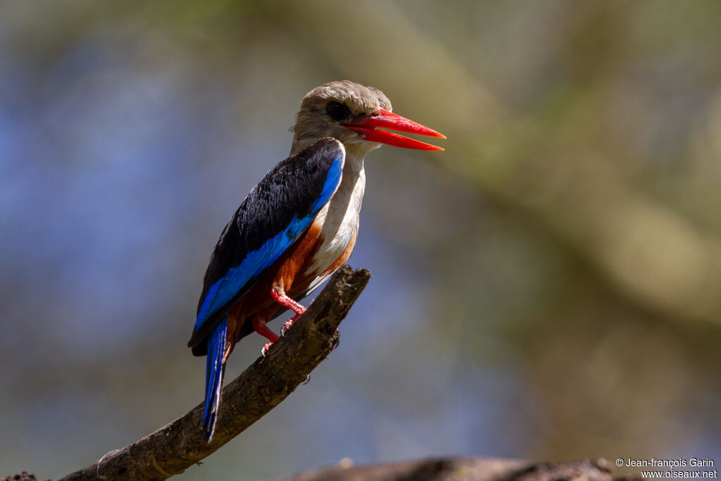 Grey-headed Kingfisher