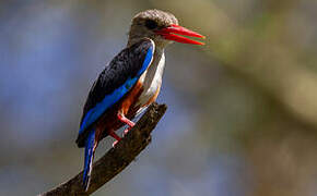 Grey-headed Kingfisher