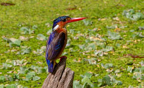 Malachite Kingfisher