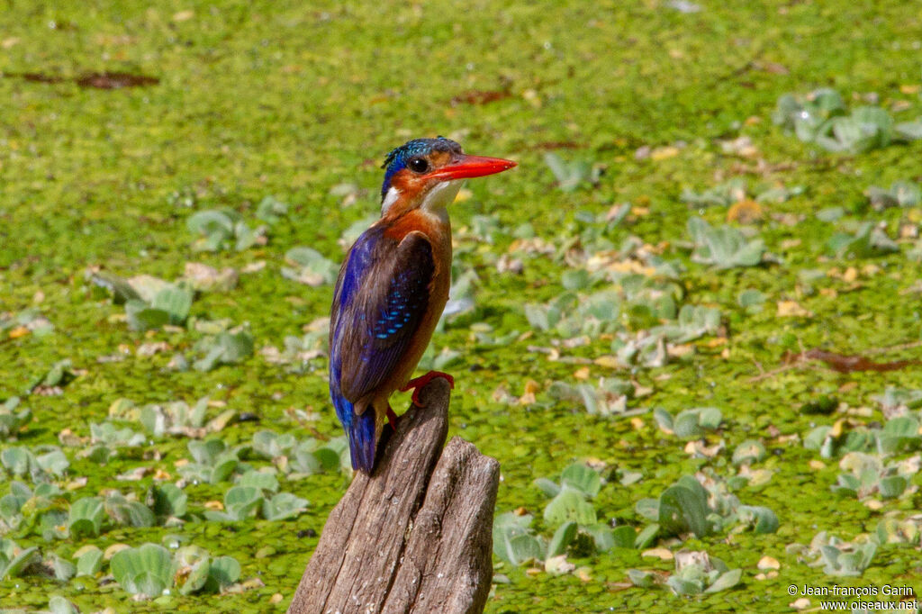 Malachite Kingfisher