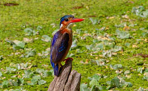 Malachite Kingfisher