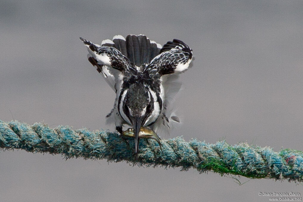 Pied Kingfisher