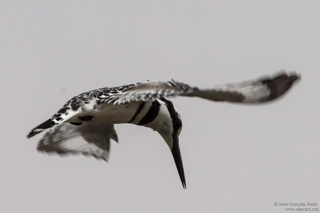 Pied Kingfisher