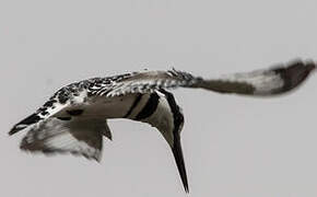 Pied Kingfisher