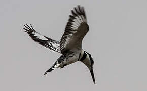 Pied Kingfisher