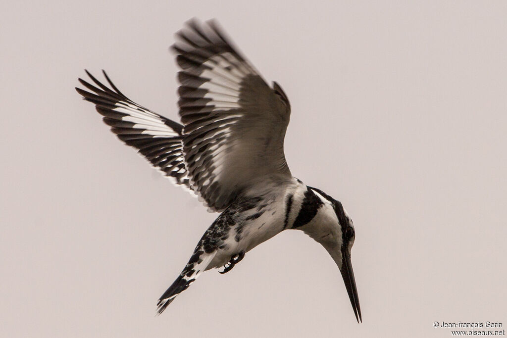 Pied Kingfisher