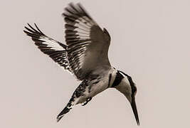 Pied Kingfisher