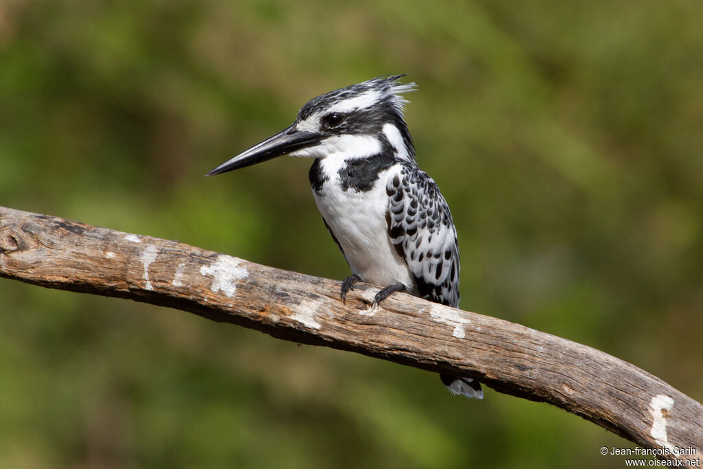 Pied Kingfisher