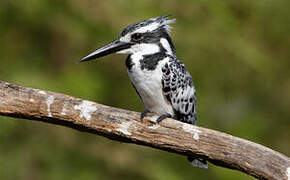 Pied Kingfisher