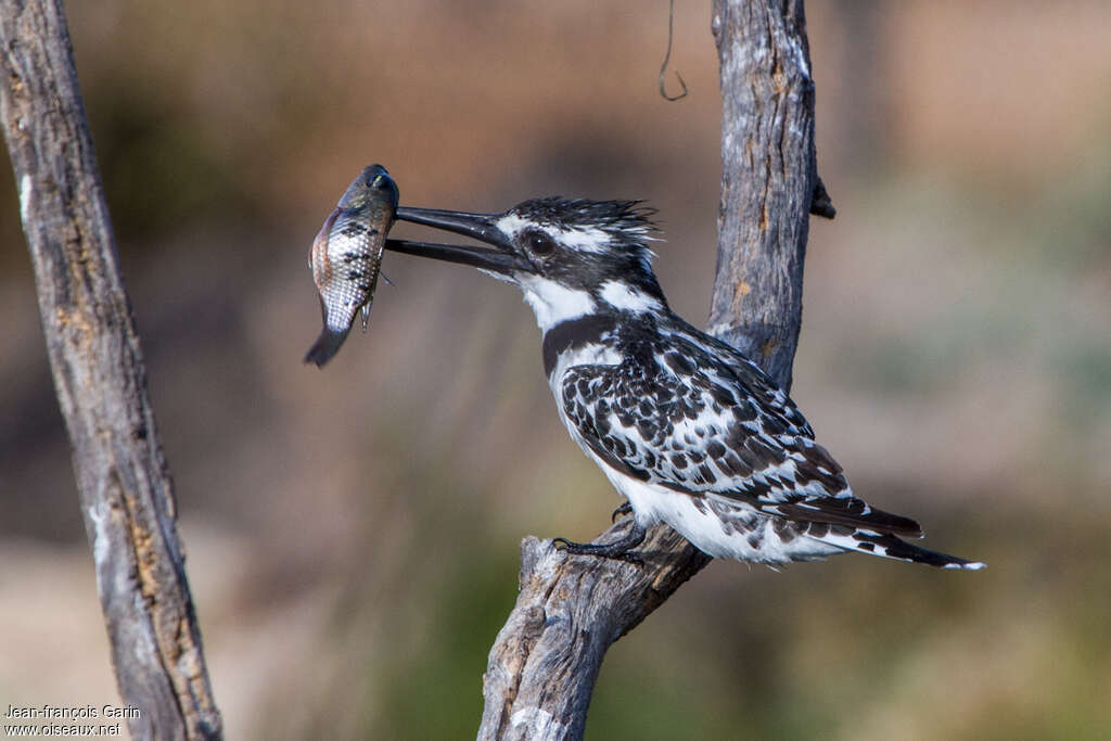 Pied Kingfisher female adult, feeding habits, fishing/hunting