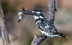 Pied Kingfisher