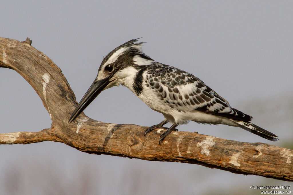 Pied Kingfisher