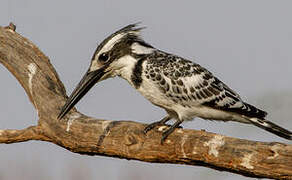 Pied Kingfisher