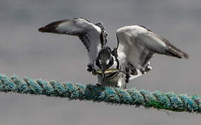 Pied Kingfisher