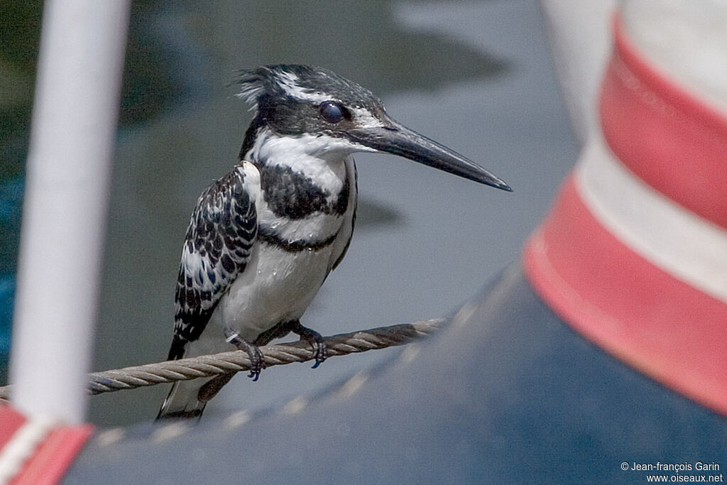 Martin-pêcheur pie