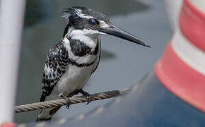 Pied Kingfisher