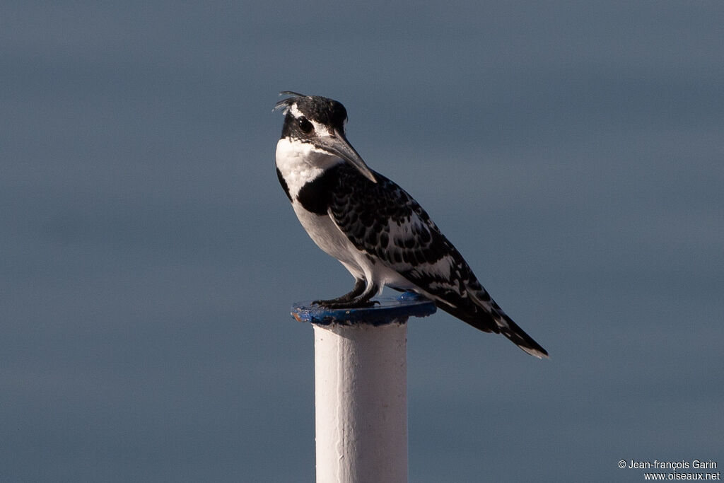 Pied Kingfisher