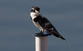 Pied Kingfisher