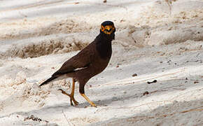 Common Myna