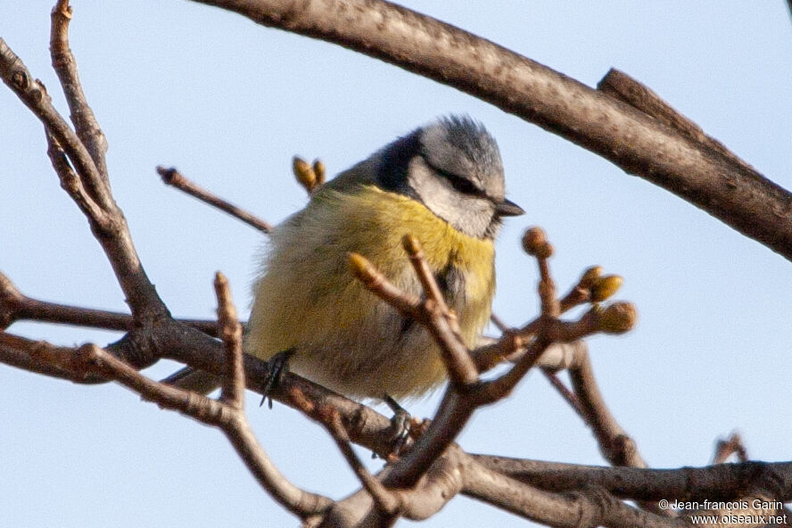 Eurasian Blue Tit