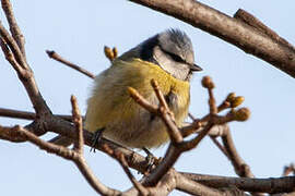 Mésange bleue