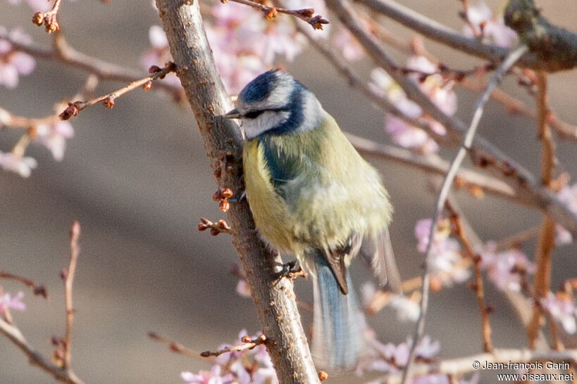 Mésange bleue