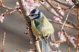 Eurasian Blue Tit