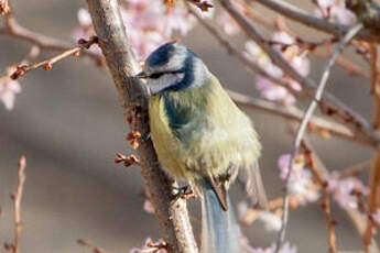 Mésange bleue