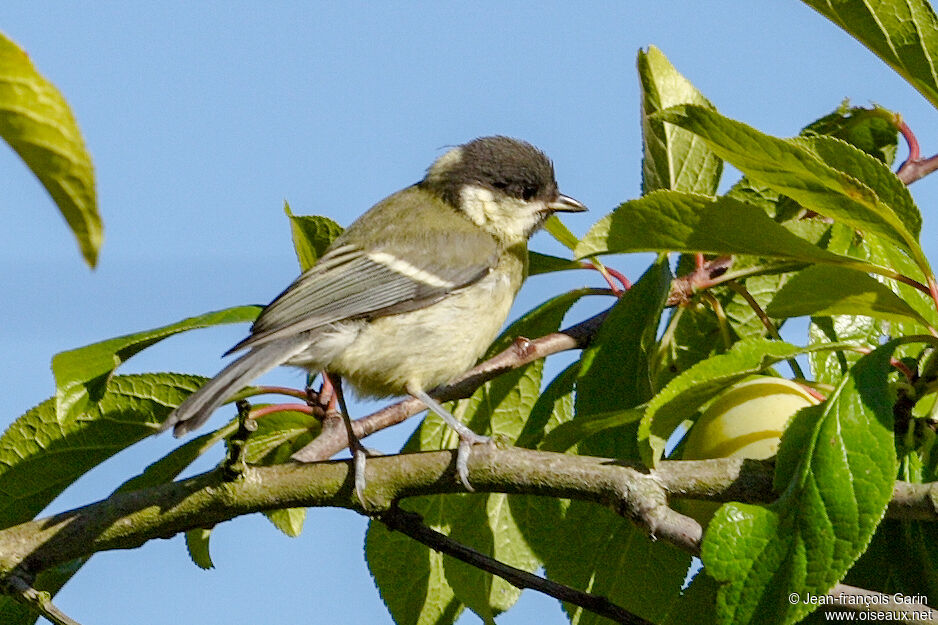 Mésange charbonnière