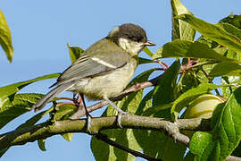 Great Tit