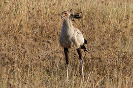 Secretarybird