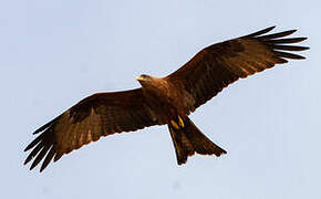 Yellow-billed Kite