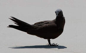 Brown Noddy