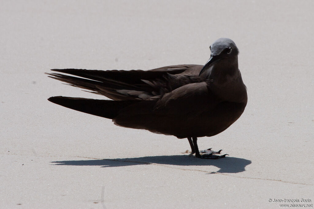 Brown Noddyadult