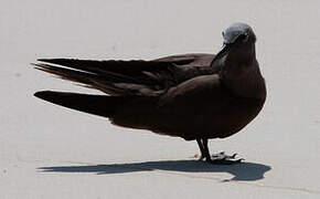 Brown Noddy