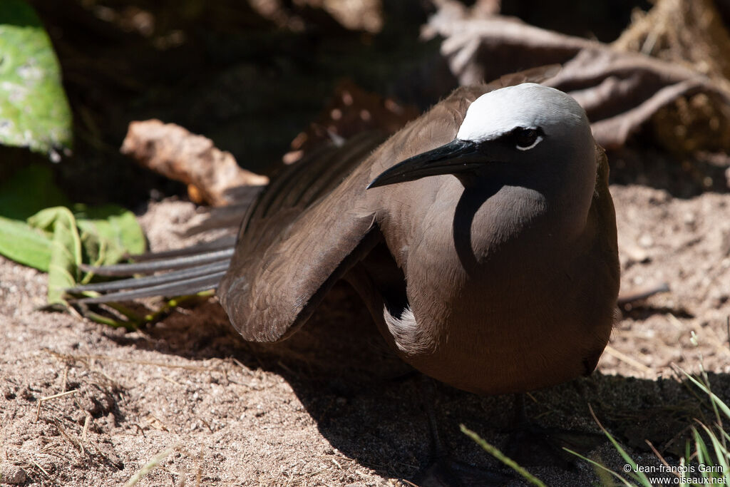 Brown Noddy