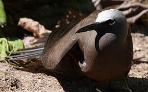 Brown Noddy