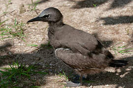 Brown Noddy