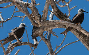 Lesser Noddy