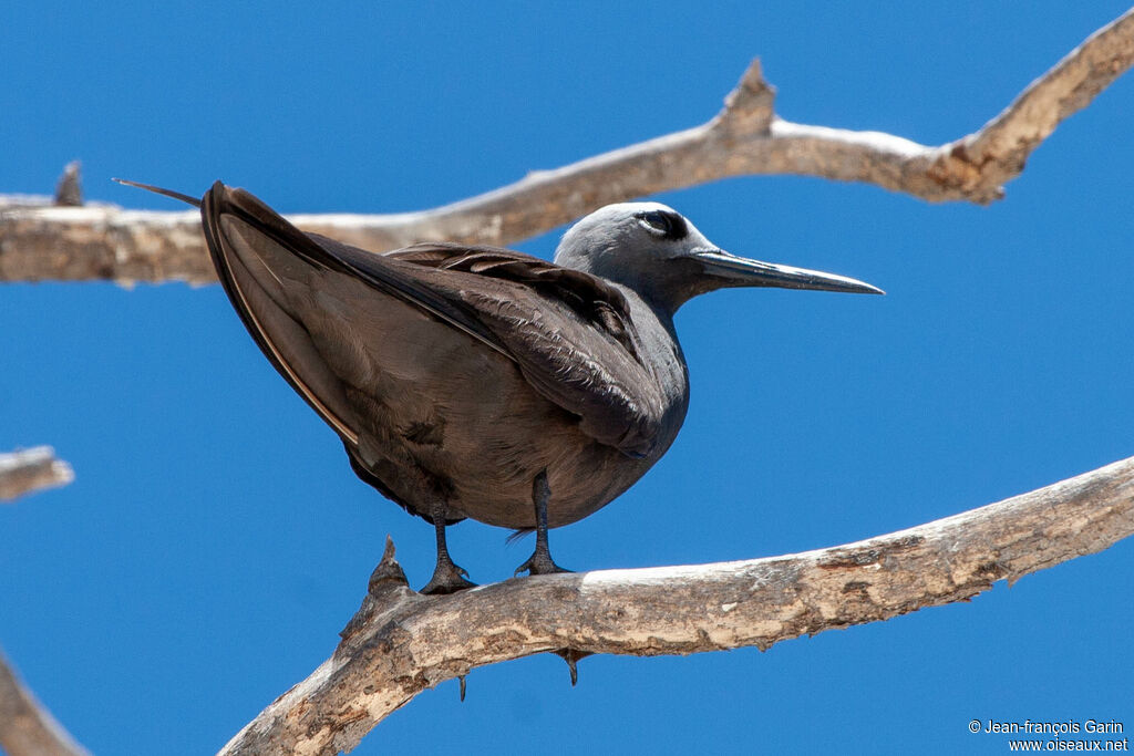 Lesser Noddy