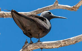 Lesser Noddy