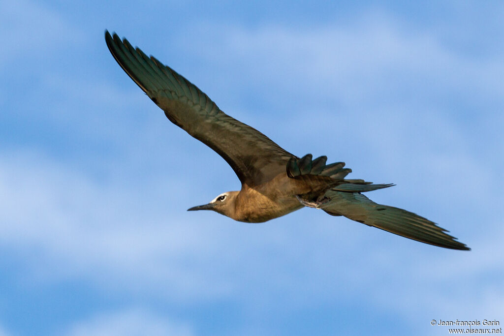 Lesser Noddy