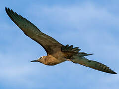 Lesser Noddy