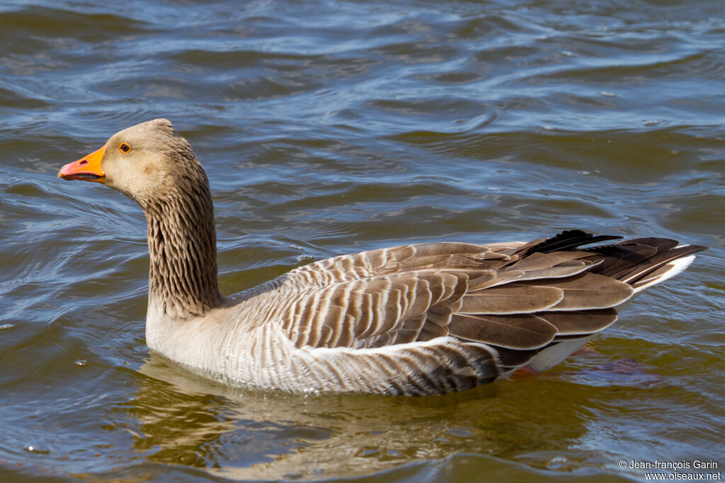 Greylag Gooseadult