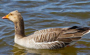 Greylag Goose