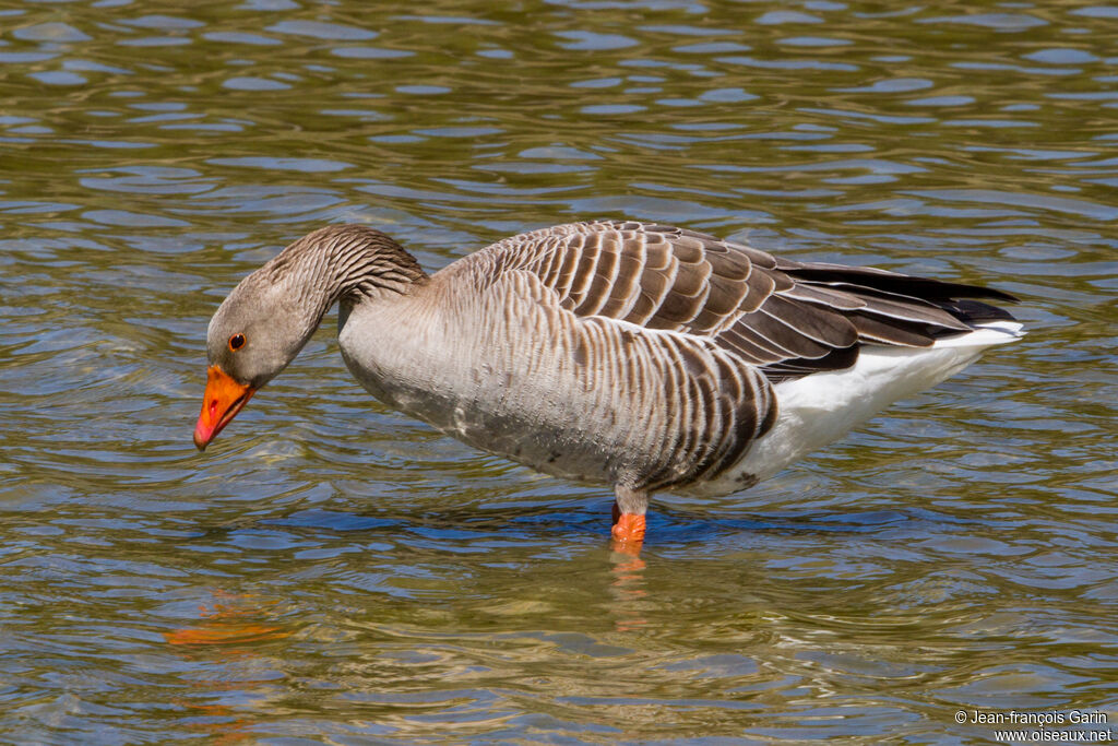 Greylag Gooseadult